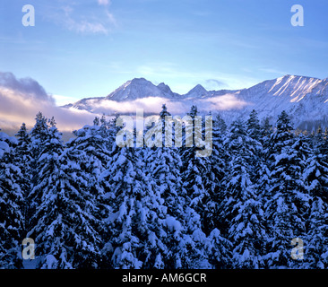 Rosskogel in the Stubai Alps, winter, forest, Tyrol, Austria Stock Photo