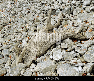 Rootstock in the gravel on a riverside Stock Photo
