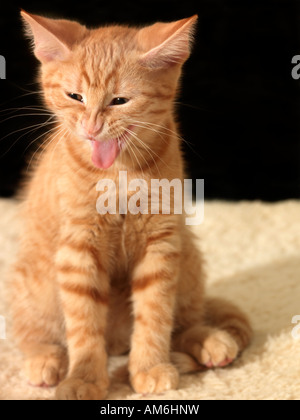 Talking Ginger Kitten Ten Weeks Old Stock Photo