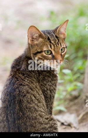 Portrait of young tabby cat looking to the right Stock Photo