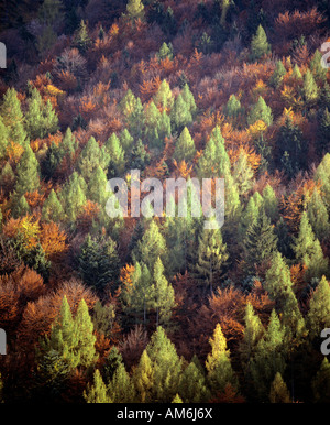 Mixed woodland in autumn, larches and beeches Stock Photo