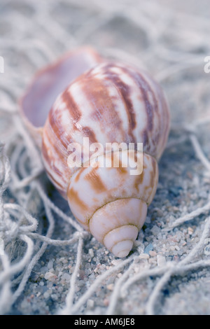 Shells and fishing net on the beach Stock Photo