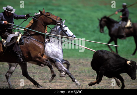 Medina Sidonia cowboys are demonstrating their riding skills during the Andalusian championship of Acoso y Deribo Stock Photo