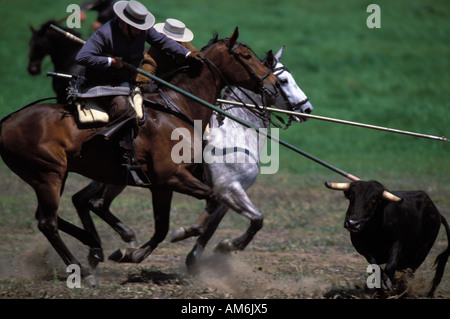 Medina Sidonia cowboys are demonstrating their riding skills during the Andalusian championship of Acoso y Deribo Stock Photo