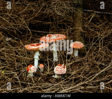 Fly agaric (Amanita muscaria var. muscaria) in undergrowth Stock Photo