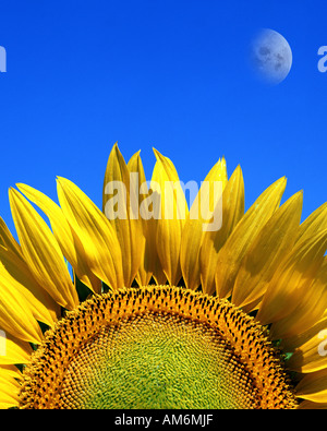 FR - PROVENCE:  Sunflower and moon Stock Photo