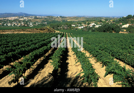 Alt Penedes the vineyards with the mountains of Montserrat in the back Stock Photo