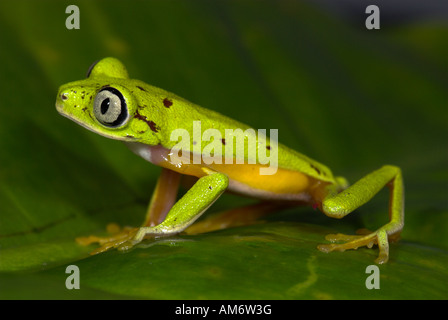 Lemur Leaf Frog Hylomantis lemur Costa Rica Stock Photo