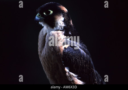 Taita Falcon, Falco fasciinucha Stock Photo Alamy