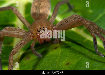 Hunting or Nursery Web Spider Family Pisauridae Manu Peru Stock Photo