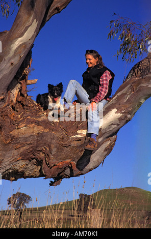 Climbing border collie and friend, Australia, Stock Photo