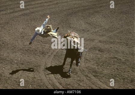 Rodeo saddle bronc rider being bucked off horse, USA Stock Photo