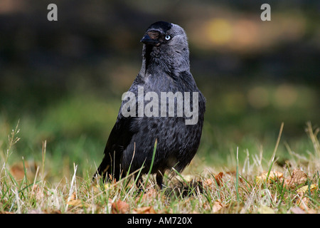 Jackdaw - portrait (Corvus monedula) Stock Photo