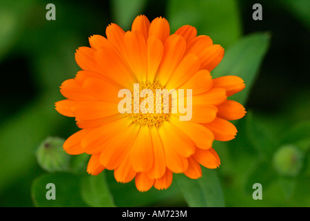 Marigold - pot marigold - blossom close up - medicinal plant (Calendula officinalis) Stock Photo