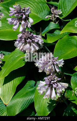 Flowering hosta cultivar Halcyon - funkia - (Hosta-Tardiana-Hybrid Halcyon) Stock Photo