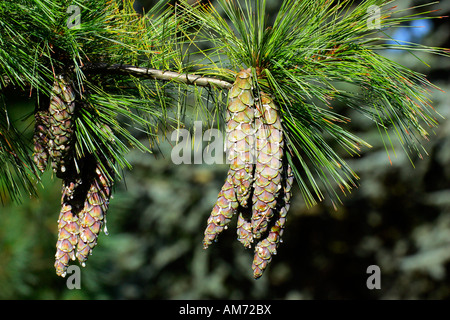 Branch with pine cones - pine tree - conifer (Pinus schwerinii hybrid Fitschen) Stock Photo