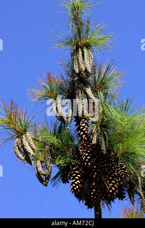 Pine cones - pine tree - conifer (Pinus schwerinii hybrid Fitschen) Stock Photo