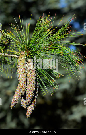 Branch with pine cones - pine tree - conifer (Pinus schwerinii hybrid Fitschen) Stock Photo