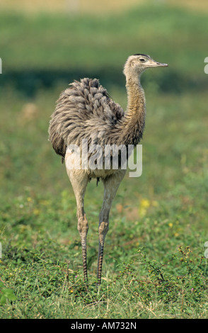 American Rhea (Rhea americana) Pantanal, Brazil, South America Stock Photo