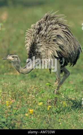 American Rhea (Rhea americana) Brazil, South America Stock Photo