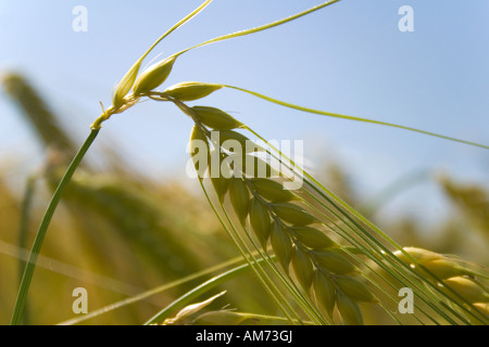 Barley, cereal Stock Photo