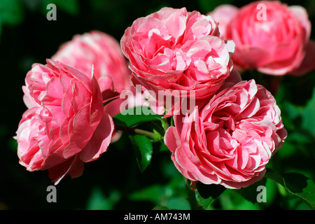 Rose cultivar Leonardo Da Vinci - floribunda rose (Rosa Leonardo Da Vinci) Stock Photo