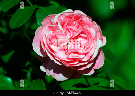 Rose cultivar Leonardo Da Vinci - floribunda rose (Rosa Leonardo Da Vinci) Stock Photo