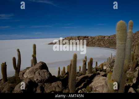 Isla del pescado in the Salar de Uyuni, Uyuni, Bolivia Stock Photo