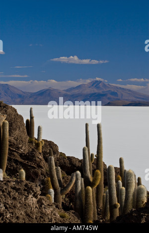 Isla del pescado in the Salar de Uyuni, Uyuni, Bolivia Stock Photo