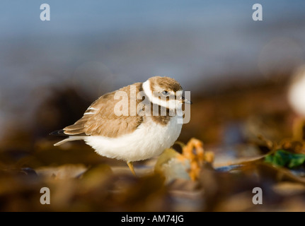 Great ringed plover (Charadrius hiaticula) Stock Photo