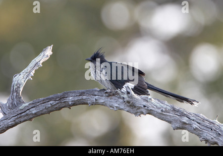 Levaillant's or Striped Cuckoo (Clamator levaillantii) Stock Photo