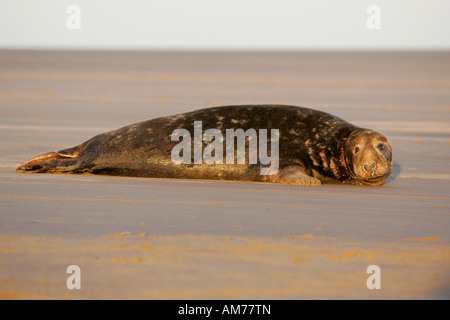 Atlantic Grey Seal (Halichoerus Grypus) Stock Photo