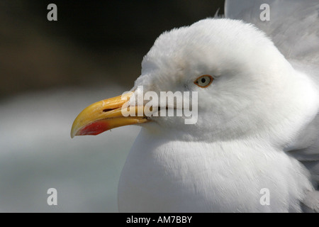 Herring gull (larus argentatus), Cornwall, UK. Stock Photo