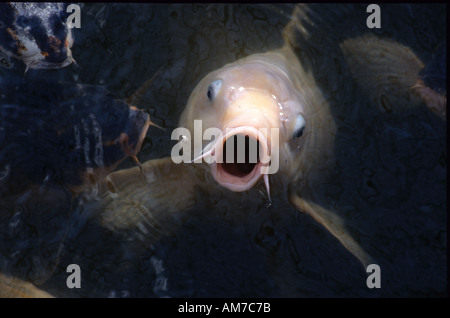 Fish out of Water Stock Photo