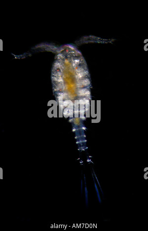 Copepod Cyclops sp. Single Eye Female UK Stock Photo