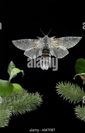 Puss Moth Cerura vinula female in flight UK Stock Photo