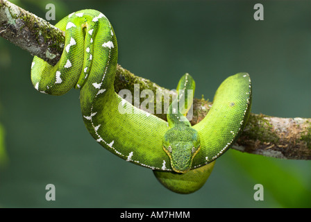 Emerald Tree Boa Snake Corallus caninus South America Stock Photo