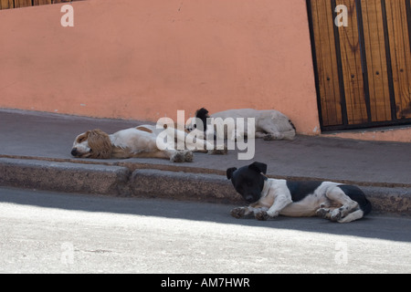 Sleeping dogs in Arica, Chile Stock Photo