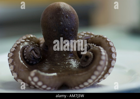 Cooked octopus Stock Photo
