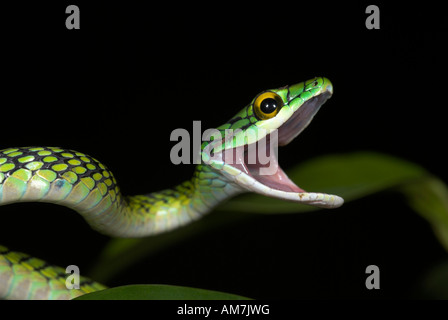 Black Skinned Parrot Snake or Green Parrot Snake Leptophis ahaetulla nigromarginatus Iquitos Peru Stock Photo