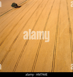 Overhead aerial view of golden wheat field UK Stock Photo