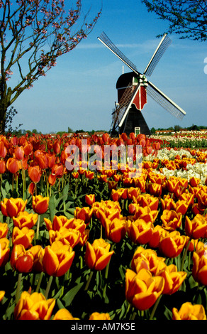 Windmill Tulips Flowers Keukenhof  Dutch Holland Stock Photo