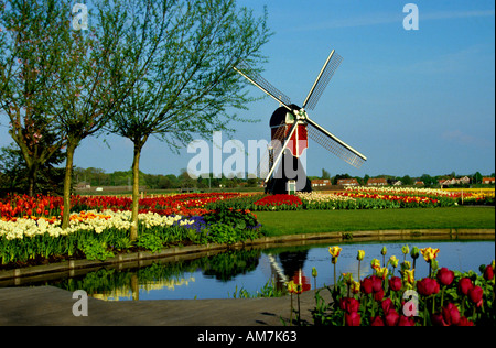 Windmill Tulips Flowers Keukenhof  Dutch Holland Stock Photo