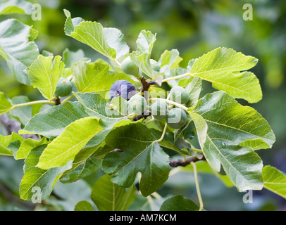 Figs on a tree (Ficus carica) Stock Photo