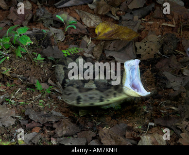 Fer-de-lance Snake Striking Bothrops asper Costa Rica Stock Photo