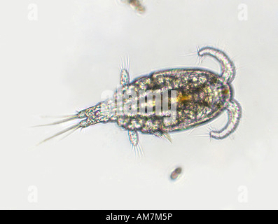 Copepod Cyclops sp. Single Eye Male UK Stock Photo