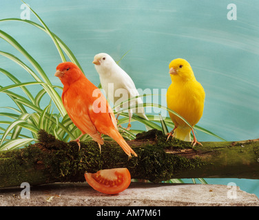 Domestic canary. Three birds of different colour on a log Stock Photo