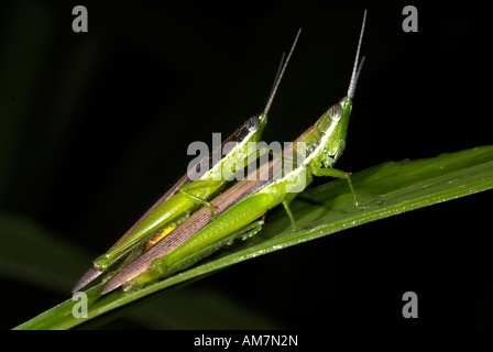 Prygomorph Grasshoppers Pair Mating Manu Peru Stock Photo