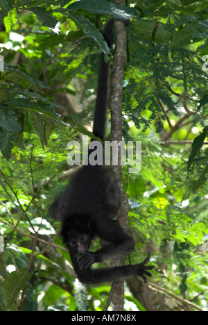 Peruvian Spider Monkey Ateles chamek Iquitos Peru Stock Photo
