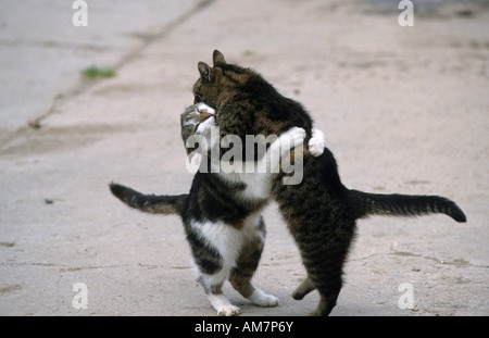 Domestic cats, two male cats fighting, scrapping, scuffling Stock Photo